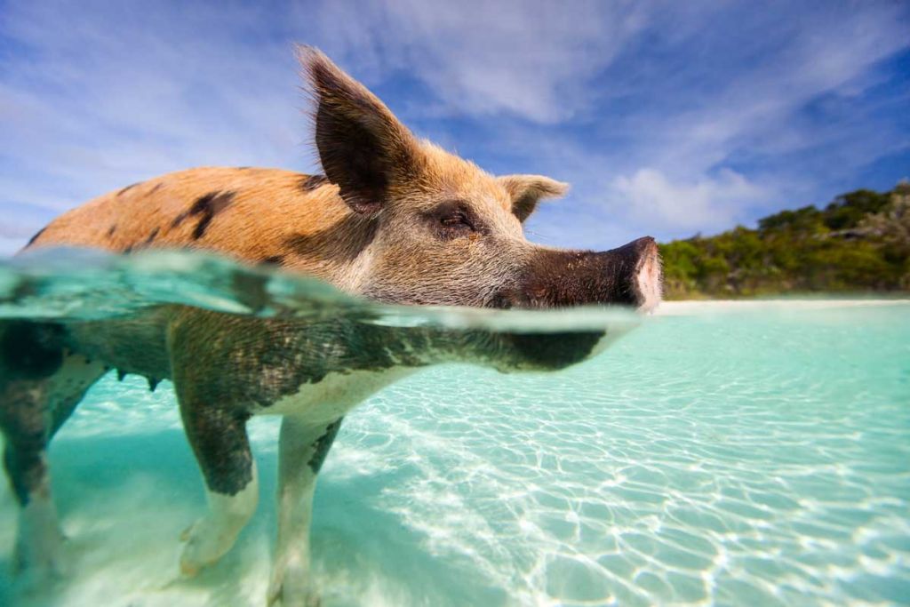 bahamas-swimming-pigs-excursions-14ee1bf9